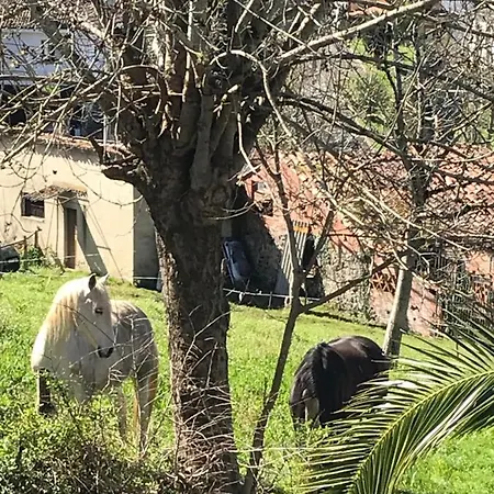 Cangas Relax Lejlighed Onís